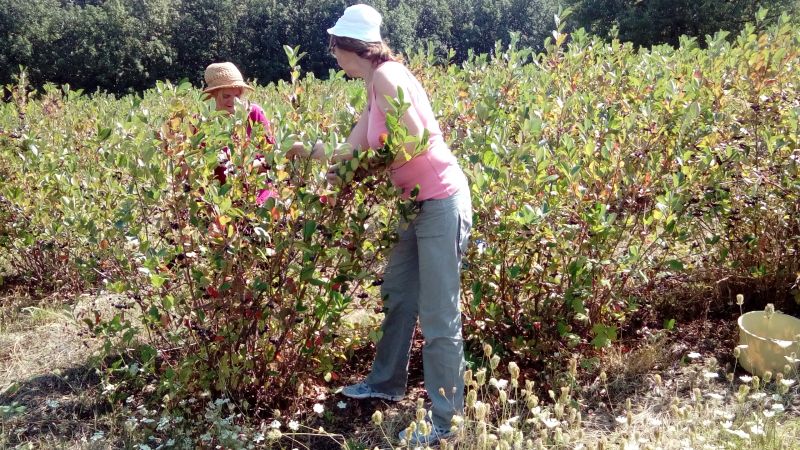 Berba Plantaza Aronije Dedevci