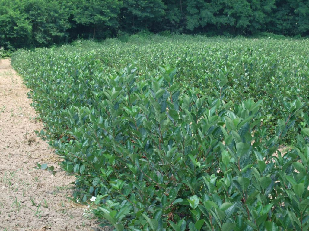 Plantaza Aronije Dedevci Berba Cjena