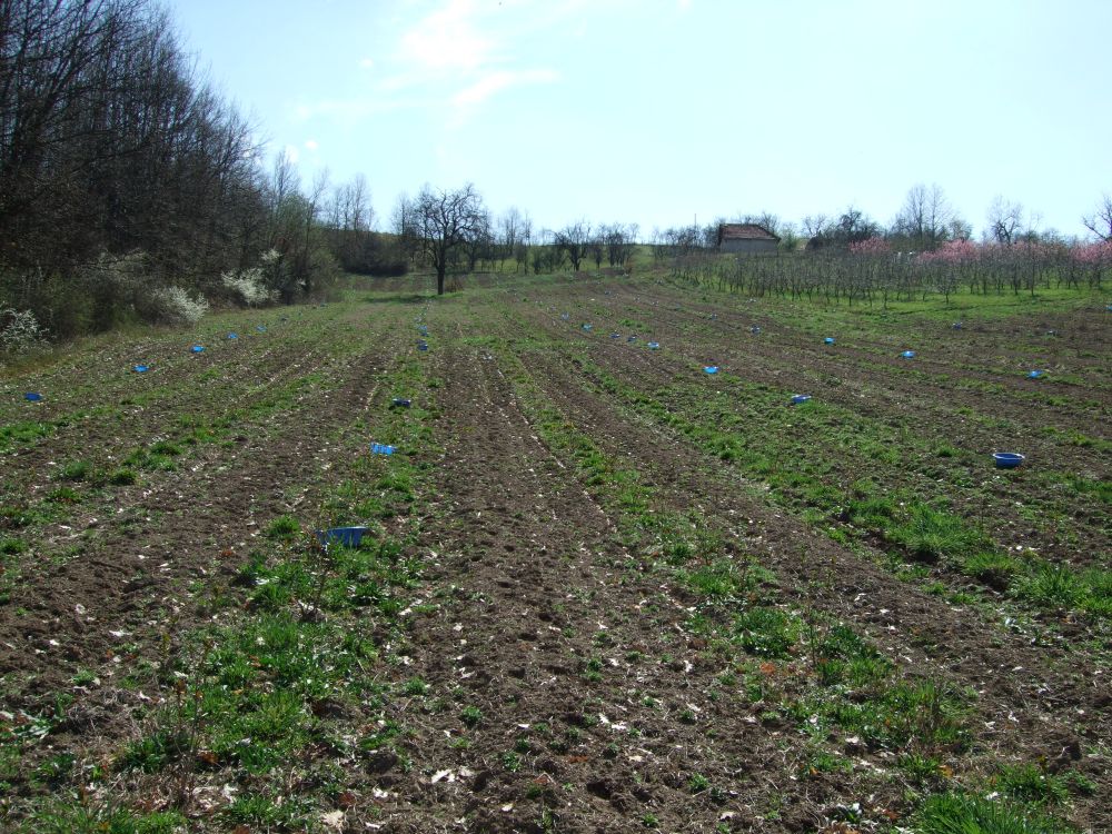 Plantaza Aronije Dedevci