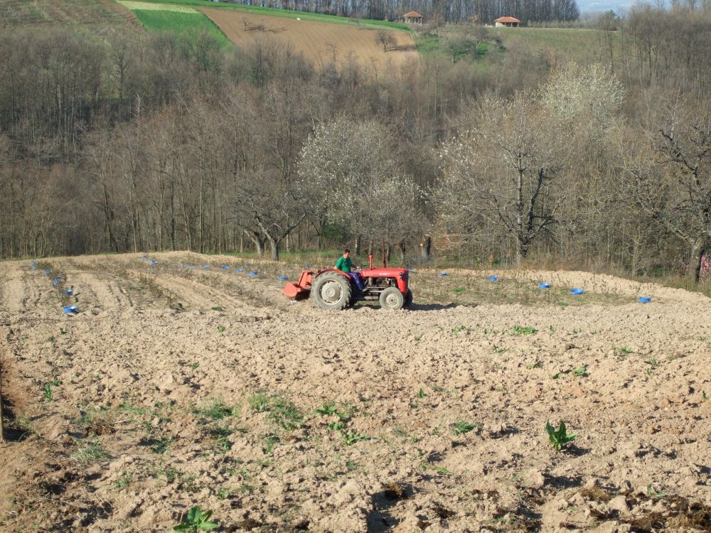 Plantaza Aronije Dedevci 