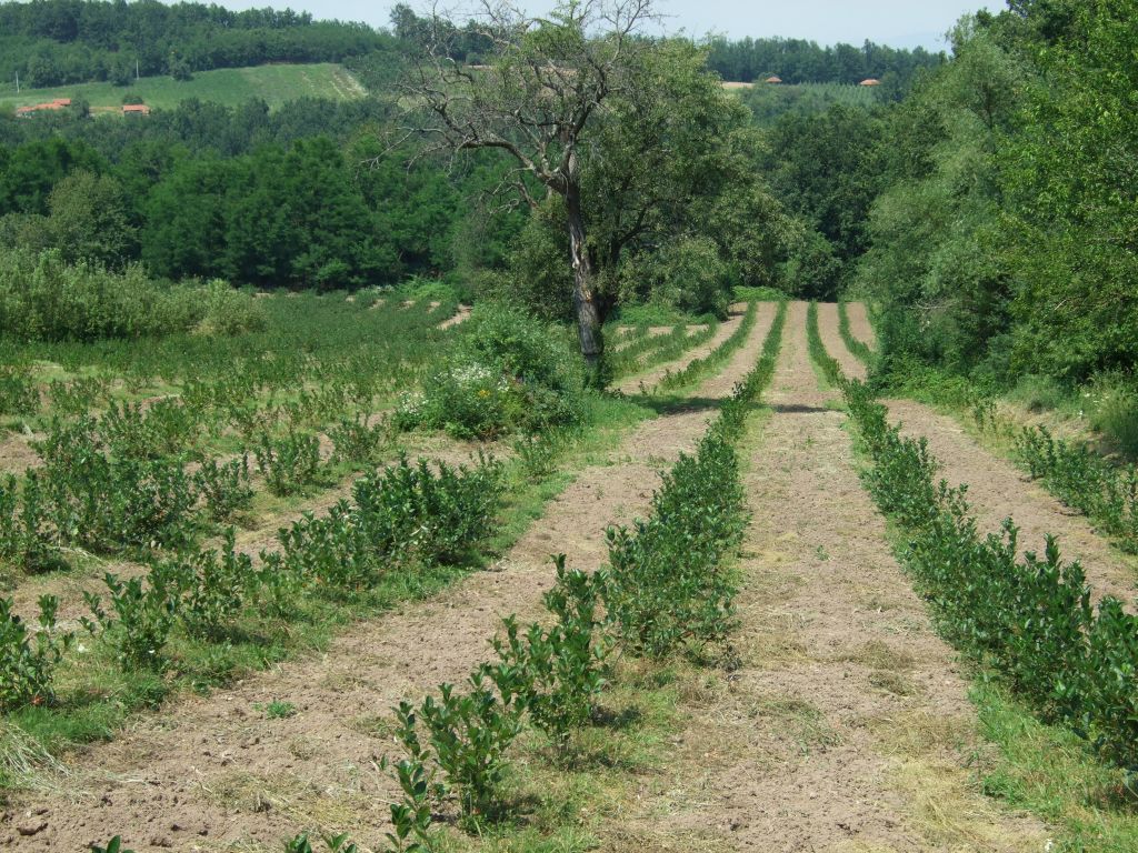 Plantaza Aronije Dedevci