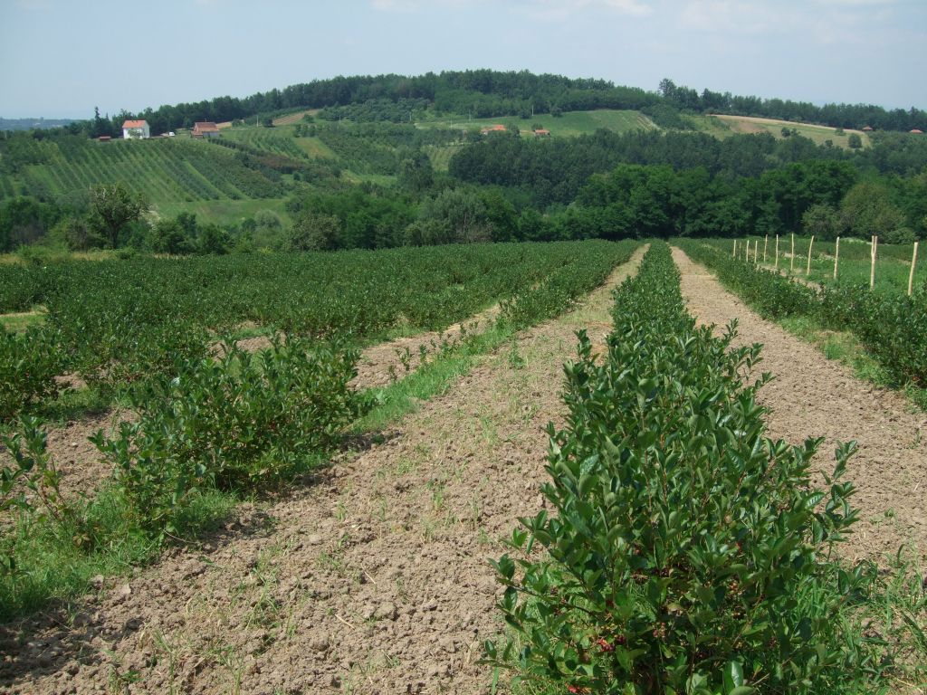 Plantaza Aronije Dedevci Berba Cjena