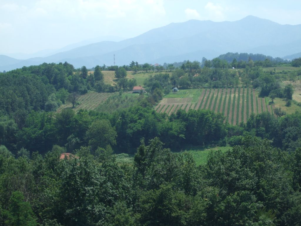 Plantaza Aronije Dedevci Berba Cjena