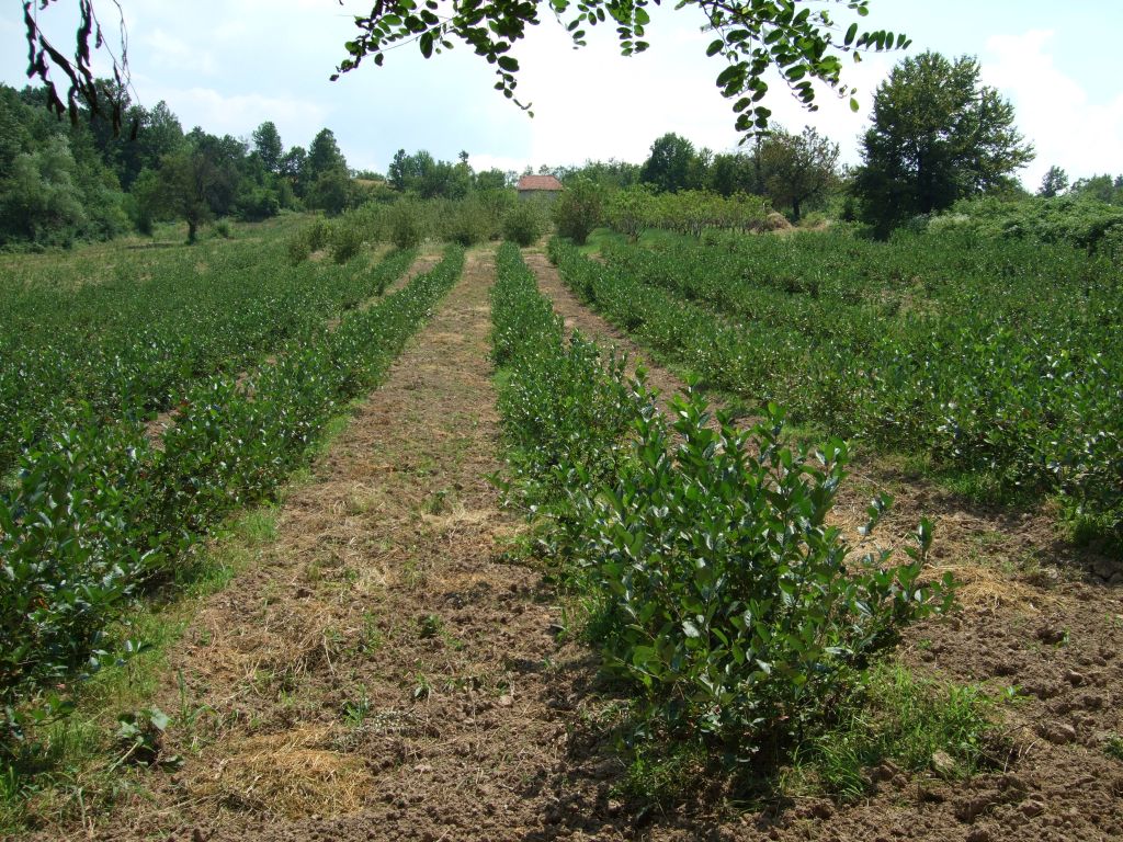 Plantaza Aronije Dedevci Berba Cjena