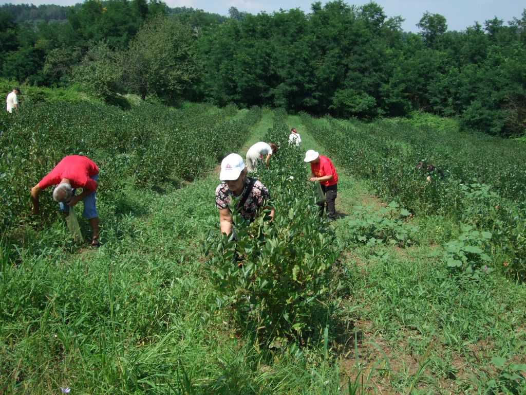 Plantaza Aronije Dedevci Berba 2